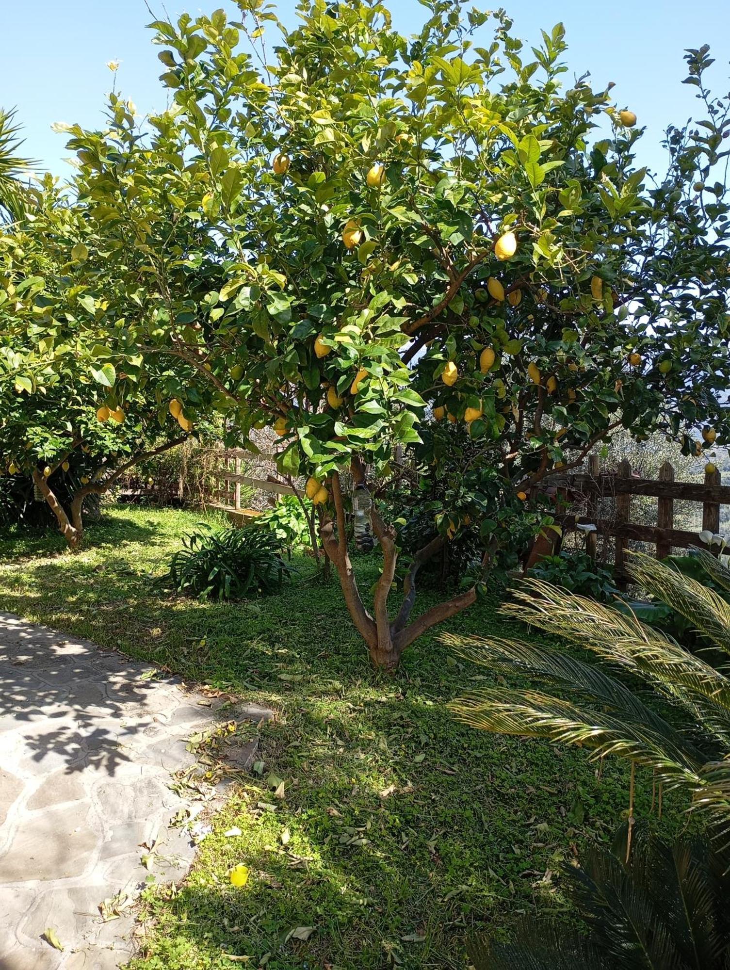 Casa Vacanze Diamante Ogliastro Cilento Εξωτερικό φωτογραφία